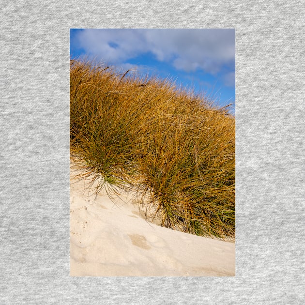 Beach grass. by sma1050